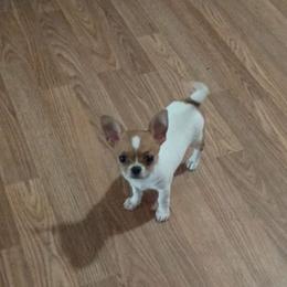 Periwinkle - Sable spotted white female Chihuahua puppy in Gordon, Alabama from Roodhaus Chihuahuas