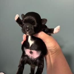 Schroeder - Black and white male Shih Tzu puppy in Springboro, Ohio from Shih Tzus of Springboro LLC.