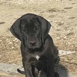 Girl 1 - Great Dane puppy from Bull West Kennels