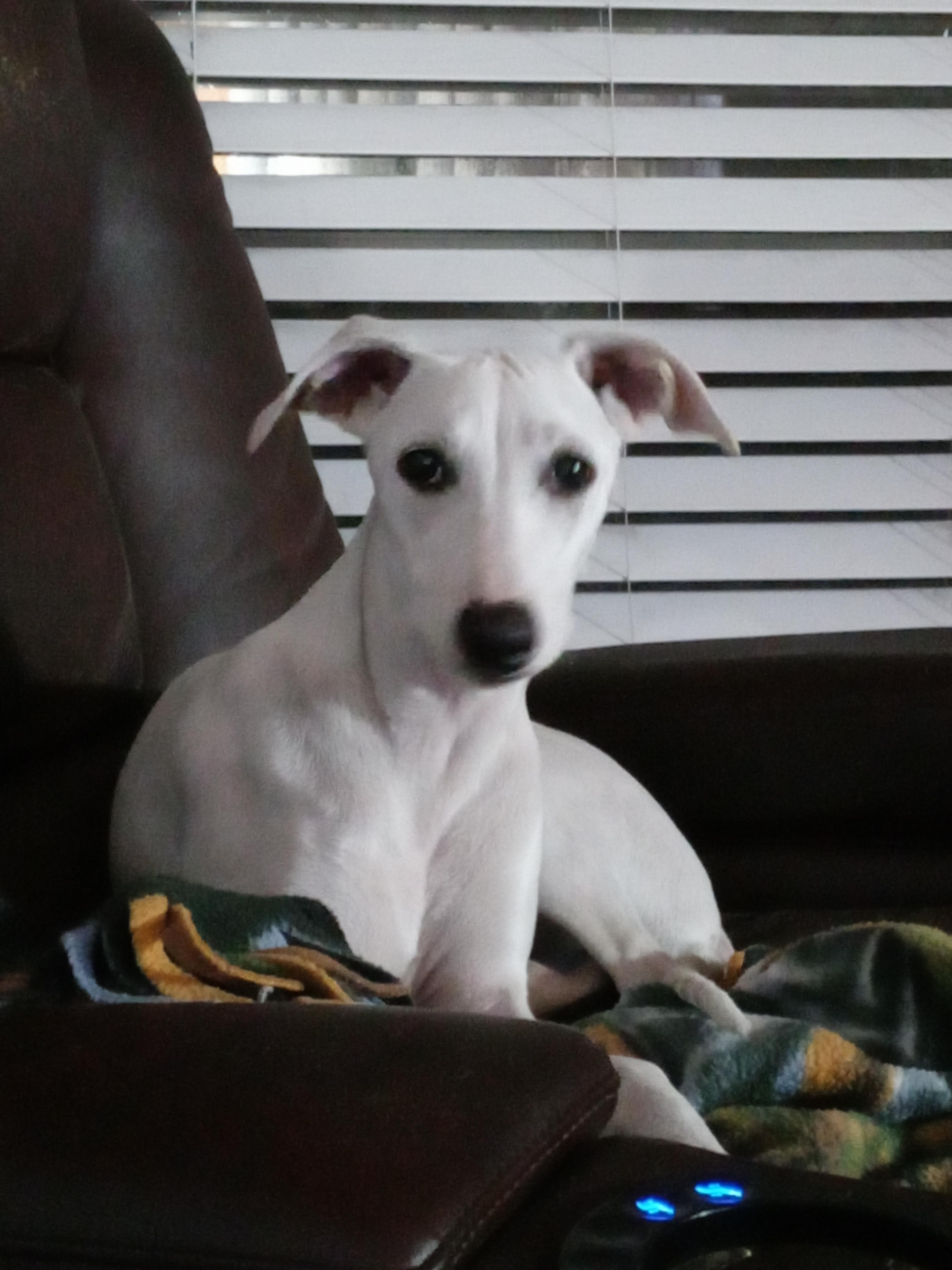 Sandbar Whippets in Florida Whippet puppies Good Dog