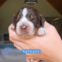 Patriot - Tri-Roan male English Springer Spaniel puppy in Ocoee, Tennessee from Ocoee Mountain Springers