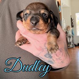 Dudley - Sable male Dachshund puppy in Paso Robles, California from Drift & Dash Dachshunds
