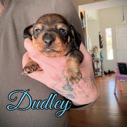 Dudley - Sable male Dachshund puppy in Paso Robles, California from Drift & Dash Dachshunds