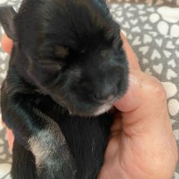 Greta - Black and silver female Miniature Schnauzer puppy in Springfield, Ohio from Cindy’s Mini Schnauzers