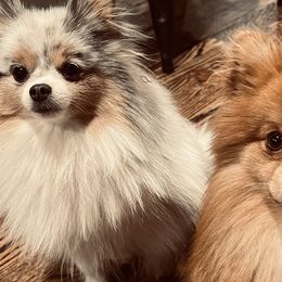 Pomeranians from Verdigris Valley Poms