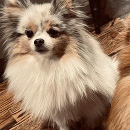 Pomeranians from Verdigris Valley Poms
