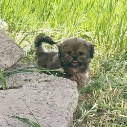 Junior - Sable male Shih Tzu puppy in Bennett, Colorado from Victorio Boxers & Shih-Tzu's