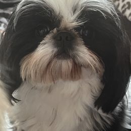 Hunter - Shih Tzu