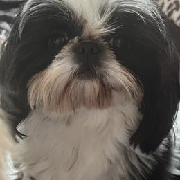Hunter - Shih Tzu