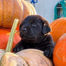 Autumn (Red Collar) - Black female Dilute Retriever puppy in Baldwin City, Kansas from Hedge Lane Labradors