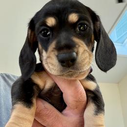 Jolene (Purple Band) - Black and cream female Dachshund puppy in Raleigh, North Carolina from McLovin Doxies