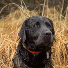 Dilute Retrievers, French Bulldogs, and Labrador Retrievers from Quiet Valley Ranch Labradors and Frenchies
