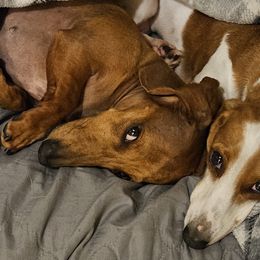 Dachshunds from Bundles of Joy