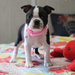 Mindy - Black brindle and white female Boston Terrier puppy in Brooksville, Florida from Delamorés Pups