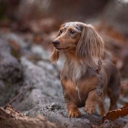 Dachshund Puppies from Dachsy
