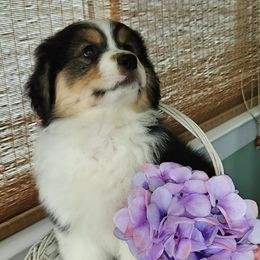 Ingrid - Black tri-color female Australian Shepherd puppy in Providence Forge, Virginia from Kelbrook Farm Australian Shepherds