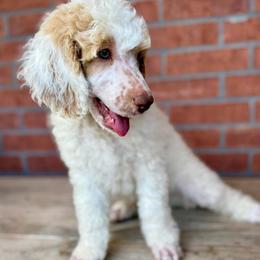 Latte ( Guardian Home ) - Parti male Poodle puppy in Miami, Florida from Milk Drunk Doodles And Poodles