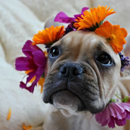French Bulldog Puppies from French Vanilla Frenchies