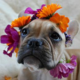 French Bulldog Puppies from French Vanilla Frenchies