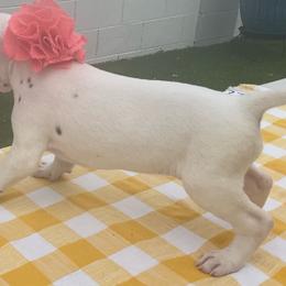 Jade - White and black female Dalmatian puppy in Albuquerque, New Mexico from Renov Dalmatian Plantation