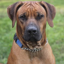 Rhodesian Ridgebacks from High Desert Ridgeback