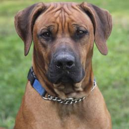 Rhodesian Ridgebacks from High Desert Ridgeback