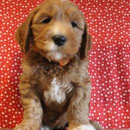 Copper orange collar - Apricot male Australian Labradoodle puppy in Provo, Utah from EllsWORTH Labradoodles LLC