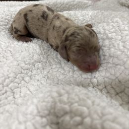 Izzy - Dapple female Dachshund puppy in Tomball, Texas from Gutierrez House of Doxies