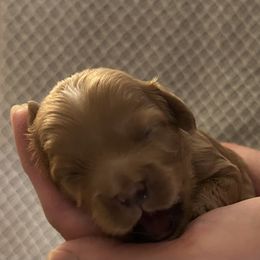 Boy 1 - Apricot male Cavapoo puppy in Milan, Illinois from Poppy Garden Doodles