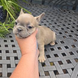 Bianca - Fawn female French Bulldog puppy in Belvidere, Nebraska from Amore Kennel