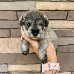 Brown Ribbon Boy - Salt and pepper male Miniature Schnauzer puppy in Floyd, Virginia from Little River Puppies