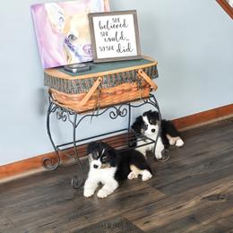 Miniature American Shepherd Puppies from Jem Miniature American Shepherds