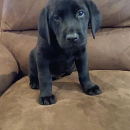 Labrador Retriever Puppies from Top Gun Retrieverz