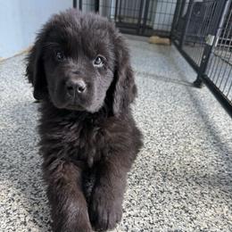 Triumph - Black male Newfoundland puppy in Saukville, Wisconsin from Crossroads Canines ~ Newfoundland Dogs