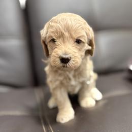 Teddy (Tan) - Apricot male Goldendoodle puppy in Twin Falls, Idaho from Magic Valley Family Doodles