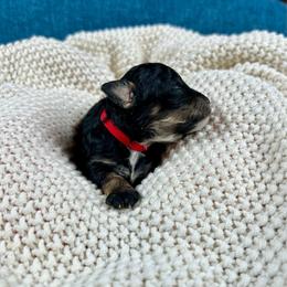 Sofia - Black female Poodle puppy in Lancaster, Missouri from Cavapoo Acres