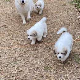 Great Pyrenees and Leonberger Puppies from Easter Acres