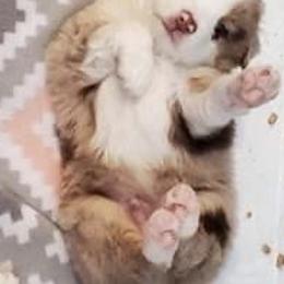 Miniature American Shepherd Puppies from WestOak Miniature American Shepherds