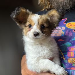Solo - White and sable female Papillon puppy in Blue Ridge, Georgia from Butterfly Ridge