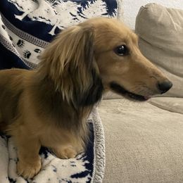 Will - Dachshund