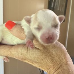 Girl 2 - female Morkie puppy in De Kalb, Texas from MC Kennels