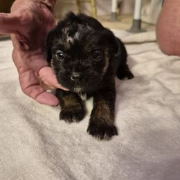 Girl 2 - female Border Terrier puppy in Mayer, Arizona from Stonehouse Border Terriers and Basset Fauve de Bretagne