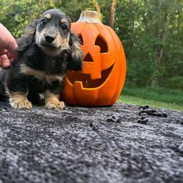 July - Black and cream female Dachshund puppy in Dinwiddie, Virginia from White Oak Kennels