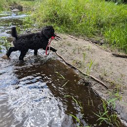 Poodle Puppies from Moirae Poodles