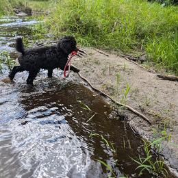 Poodle Puppies from Moirae Poodles