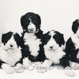 Sheepadoodle Puppies from The Farms Precious Doodles