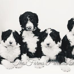 Sheepadoodle Puppies from The Farms Precious Doodles