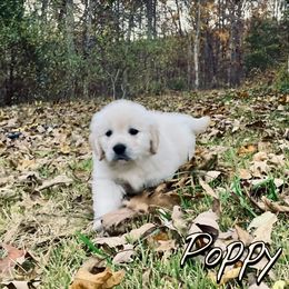 Poppy - Light golden female Golden Retriever puppy in Salem, Virginia from Virginia Goldens