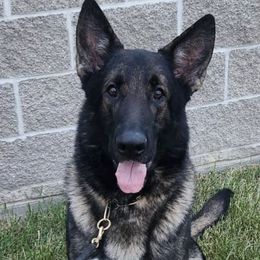 German Shepherds from Casamoko German Shepherds