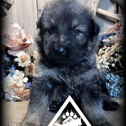 Riggs - Sable male German Shepherd puppy in Sequim, Washington from German Shepherd Haus
